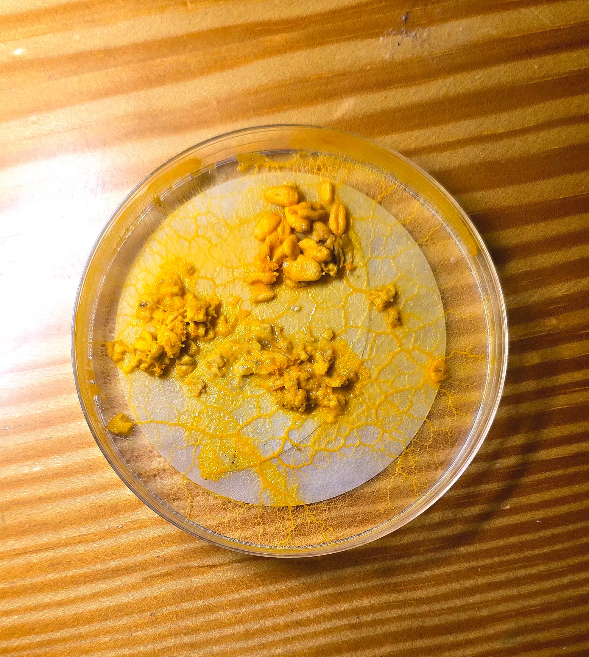 Physarum polecyphalum śluzowiec w postaci sklerocjum 1 szt.