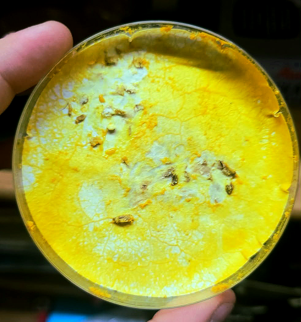 Papier filtracyjny 9cm średnicy podłoże do hodowli