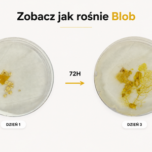 Zestaw do hodowli śluzowca