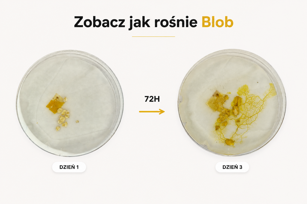 Zestaw do hodowli śluzowca