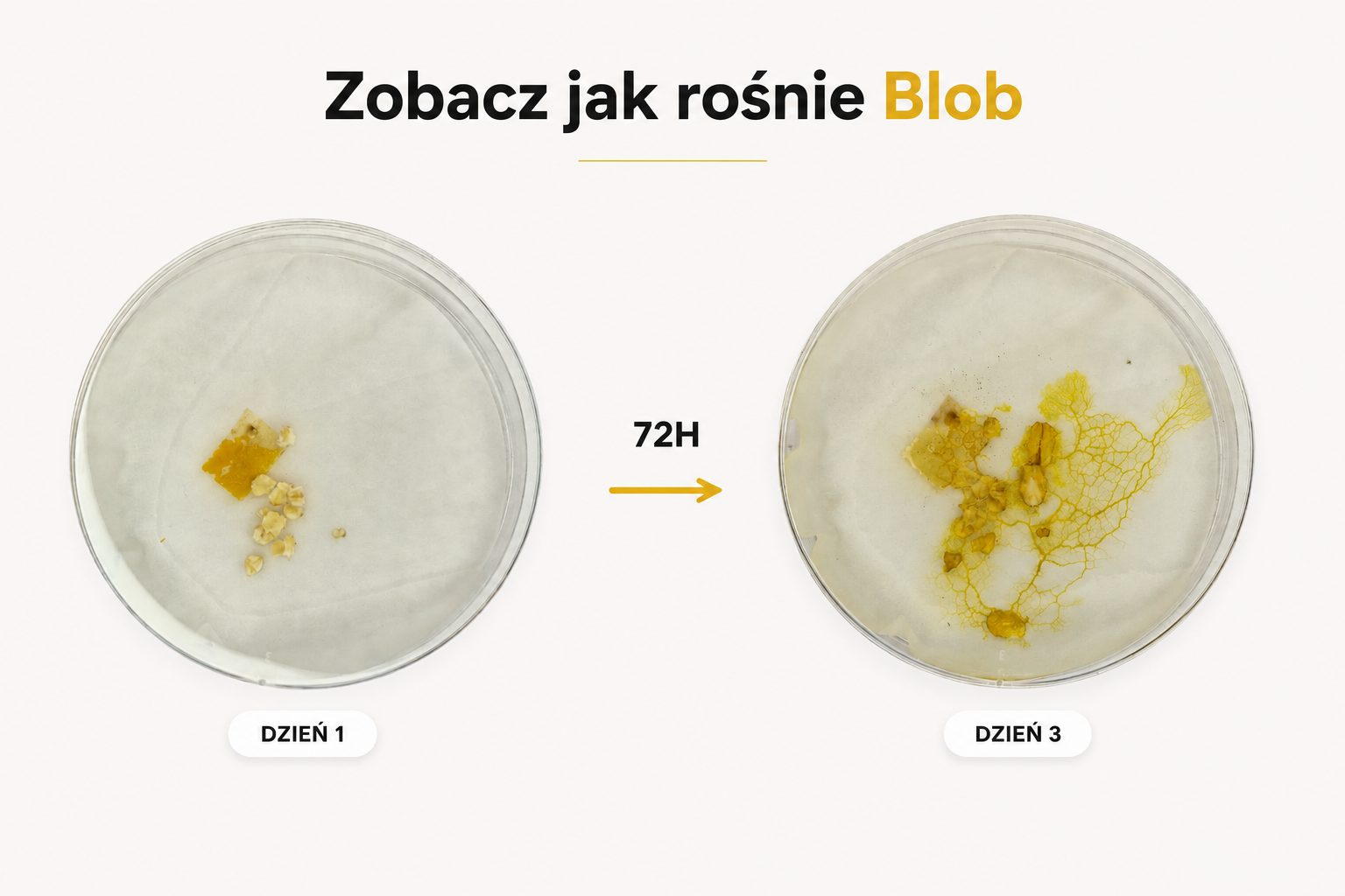 Zestaw do hodowli śluzowca