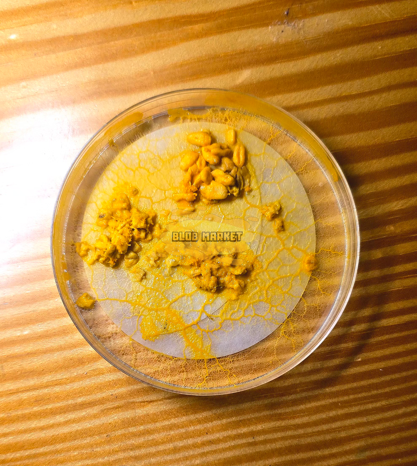 Physarum polecyphalum śluzowiec w postaci sklerocjum 1 szt.