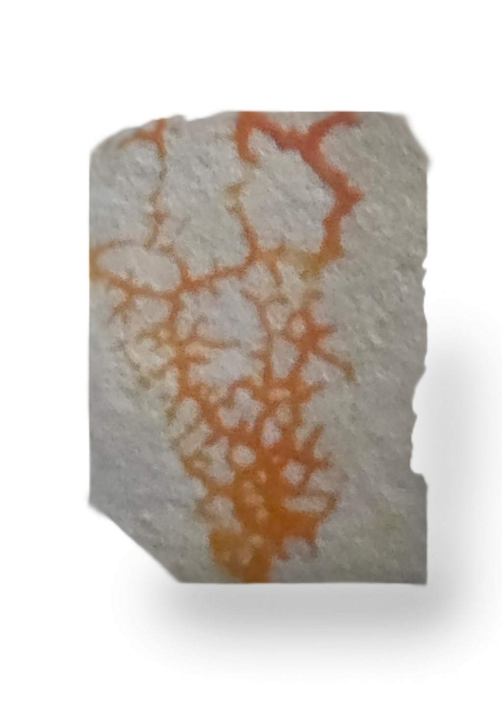 Physarum polecyphalum śluzowiec w postaci sklerocjum 1 szt.