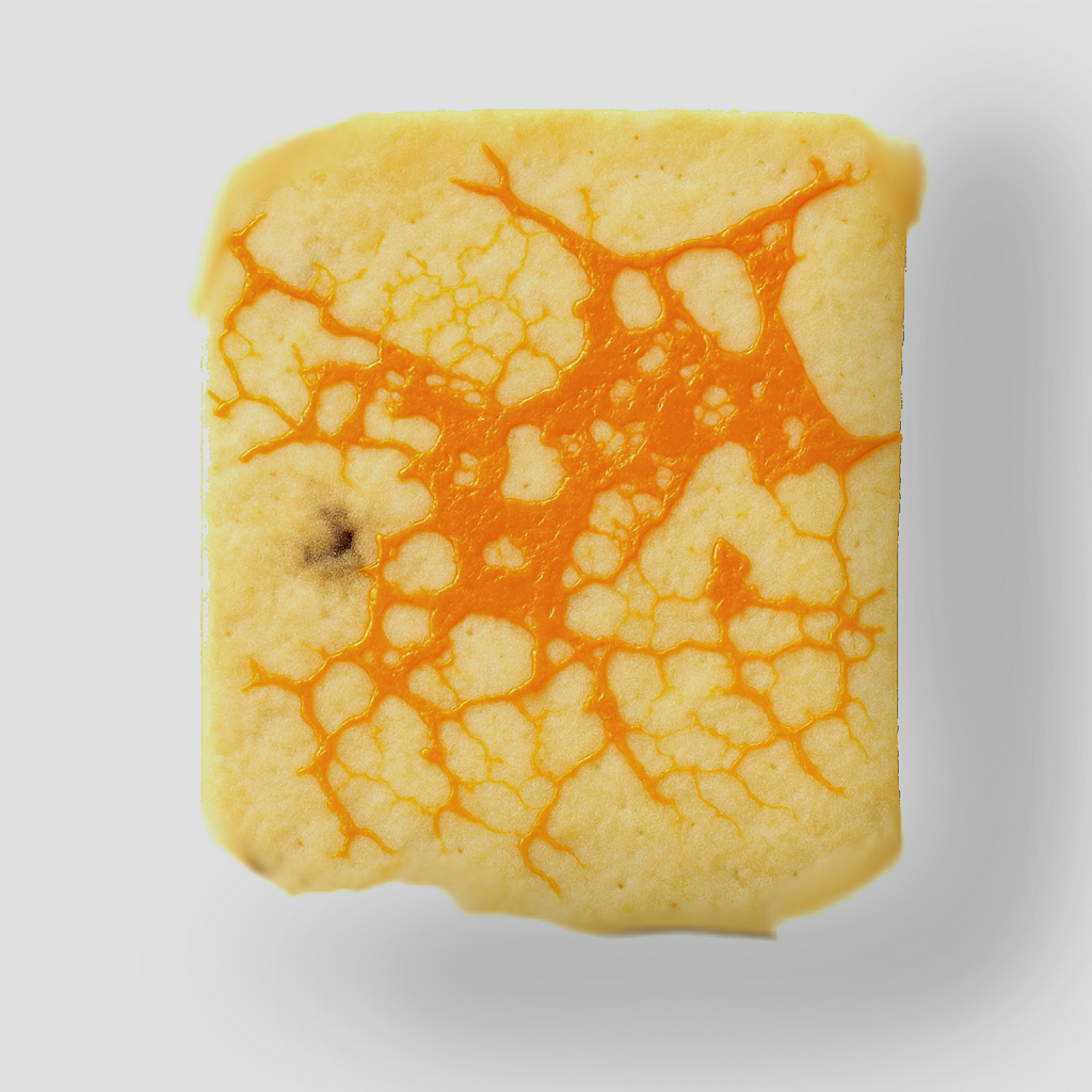 Zestaw L do hodowli śluzowca