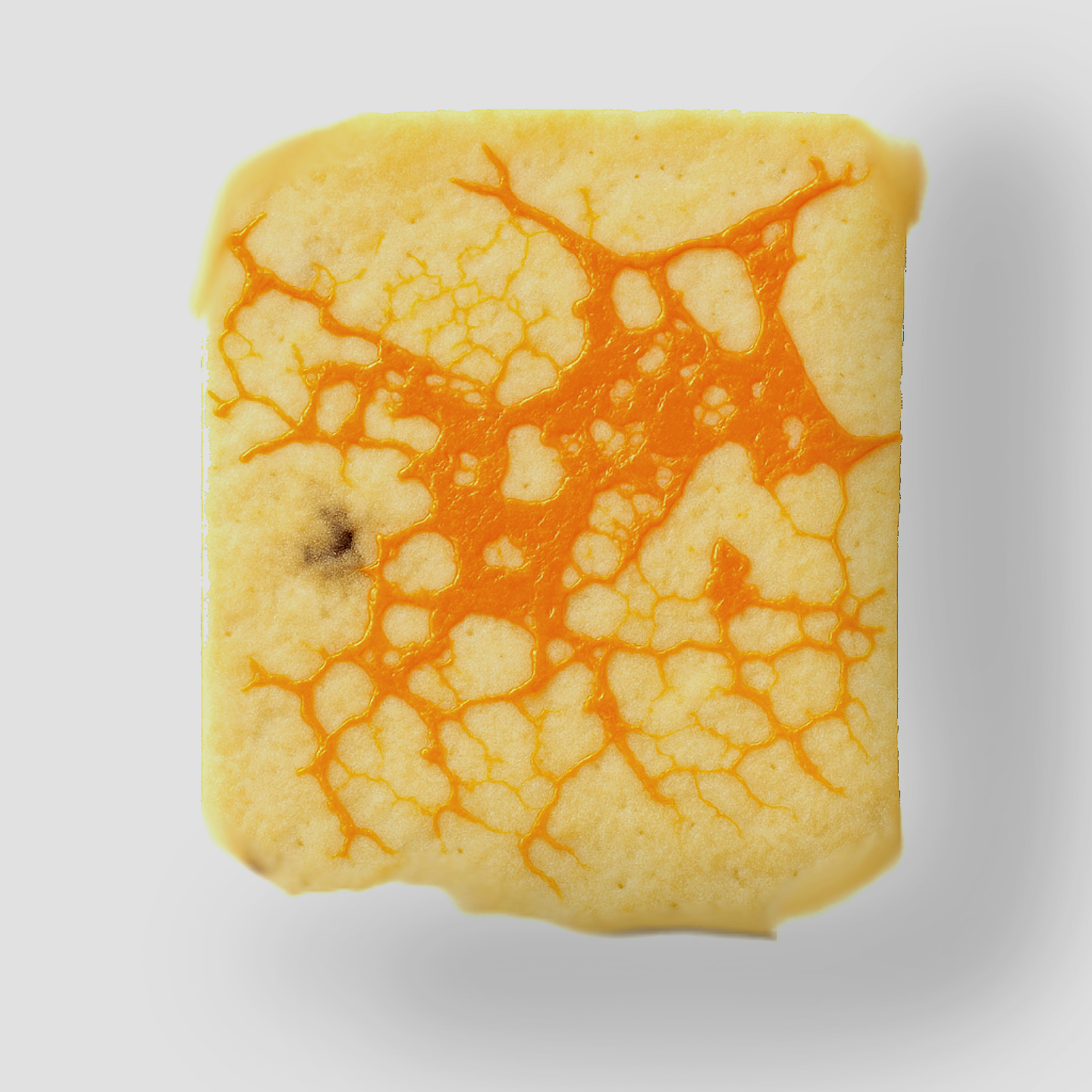 Sklerocjum śluzowca - zastygnięta forma bloba